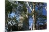Flatiron Building with Trees-Robert Goldwitz-Mounted Photographic Print