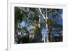 Flatiron Building with Trees-Robert Goldwitz-Framed Photographic Print