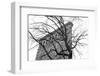 Flatiron with Tree (b/w)-Erin Clark-Framed Art Print