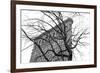 Flatiron with Tree (b/w)-Erin Clark-Framed Art Print