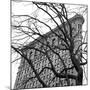 Flatiron with Tree (detail)-Erin Clark-Mounted Giclee Print
