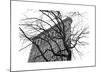 Flatiron with Tree-Erin Clark-Mounted Giclee Print