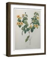 Flatpea-Pierre-Joseph Redoute-Framed Art Print