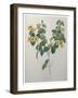 Flatpea-Pierre-Joseph Redoute-Framed Art Print