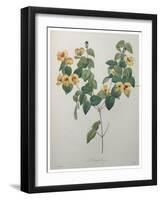 Flatpea-Pierre-Joseph Redoute-Framed Art Print