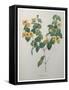 Flatpea-Pierre-Joseph Redoute-Framed Stretched Canvas
