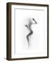 Flattened-Shadow-Framed Premium Giclee Print