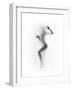 Flattened-Shadow-Framed Premium Giclee Print