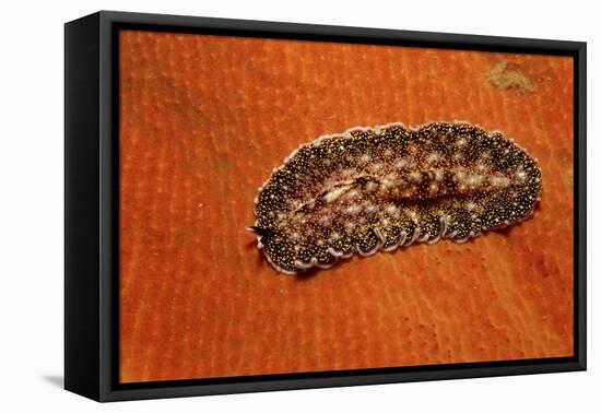 Flatworm (Plathelminthes), Pacific Ocean, Panglao Island.-Reinhard Dirscherl-Framed Stretched Canvas