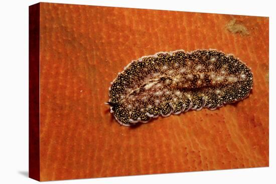 Flatworm (Plathelminthes), Pacific Ocean, Panglao Island.-Reinhard Dirscherl-Stretched Canvas
