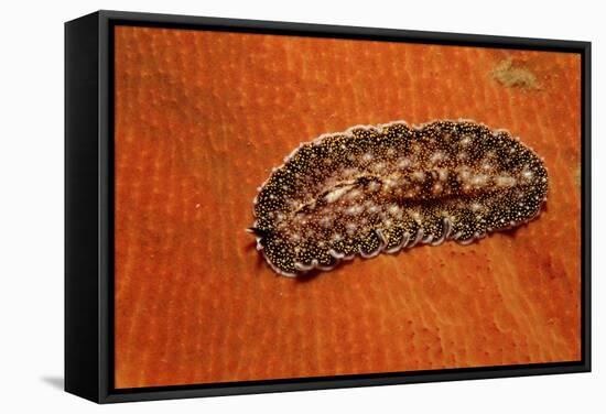 Flatworm (Plathelminthes), Pacific Ocean, Panglao Island.-Reinhard Dirscherl-Framed Stretched Canvas