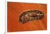 Flatworm (Plathelminthes), Pacific Ocean, Panglao Island.-Reinhard Dirscherl-Framed Photographic Print