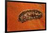 Flatworm (Plathelminthes), Pacific Ocean, Panglao Island.-Reinhard Dirscherl-Framed Photographic Print