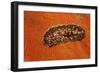 Flatworm (Plathelminthes), Pacific Ocean, Panglao Island.-Reinhard Dirscherl-Framed Photographic Print