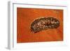 Flatworm (Plathelminthes), Pacific Ocean, Panglao Island.-Reinhard Dirscherl-Framed Photographic Print