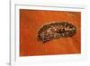 Flatworm (Plathelminthes), Pacific Ocean, Panglao Island.-Reinhard Dirscherl-Framed Photographic Print