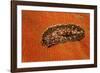 Flatworm (Plathelminthes), Pacific Ocean, Panglao Island.-Reinhard Dirscherl-Framed Photographic Print