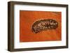 Flatworm (Plathelminthes), Pacific Ocean, Panglao Island.-Reinhard Dirscherl-Framed Photographic Print