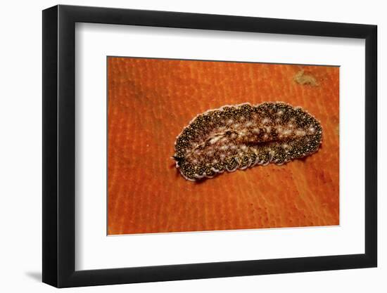 Flatworm (Plathelminthes), Pacific Ocean, Panglao Island.-Reinhard Dirscherl-Framed Photographic Print