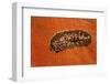 Flatworm (Plathelminthes), Pacific Ocean, Panglao Island.-Reinhard Dirscherl-Framed Photographic Print