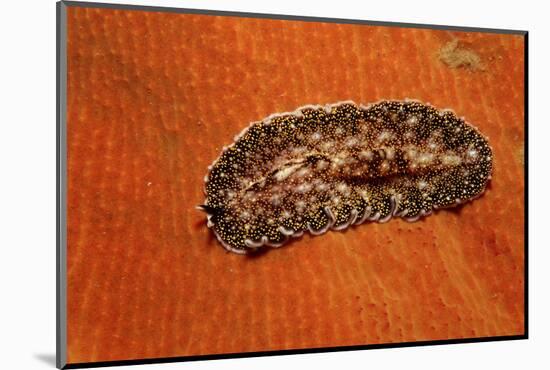 Flatworm (Plathelminthes), Pacific Ocean, Panglao Island.-Reinhard Dirscherl-Mounted Photographic Print