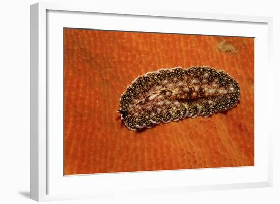 Flatworm (Plathelminthes), Pacific Ocean, Panglao Island.-Reinhard Dirscherl-Framed Photographic Print