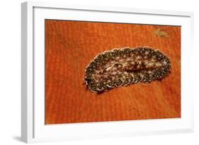 Flatworm (Plathelminthes), Pacific Ocean, Panglao Island.-Reinhard Dirscherl-Framed Photographic Print