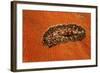 Flatworm (Plathelminthes), Pacific Ocean, Panglao Island.-Reinhard Dirscherl-Framed Photographic Print