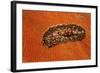 Flatworm (Plathelminthes), Pacific Ocean, Panglao Island.-Reinhard Dirscherl-Framed Photographic Print