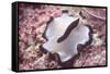 Flatworm-Hal Beral-Framed Stretched Canvas