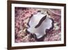 Flatworm-Hal Beral-Framed Photographic Print