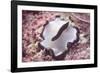 Flatworm-Hal Beral-Framed Photographic Print