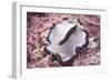 Flatworm-Hal Beral-Framed Photographic Print