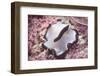 Flatworm-Hal Beral-Framed Photographic Print