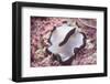 Flatworm-Hal Beral-Framed Photographic Print