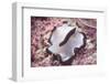 Flatworm-Hal Beral-Framed Photographic Print