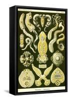 Flatworms-Ernst Haeckel-Framed Stretched Canvas