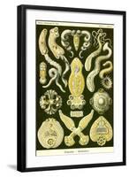 Flatworms-Ernst Haeckel-Framed Art Print