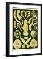 Flatworms-Ernst Haeckel-Framed Art Print