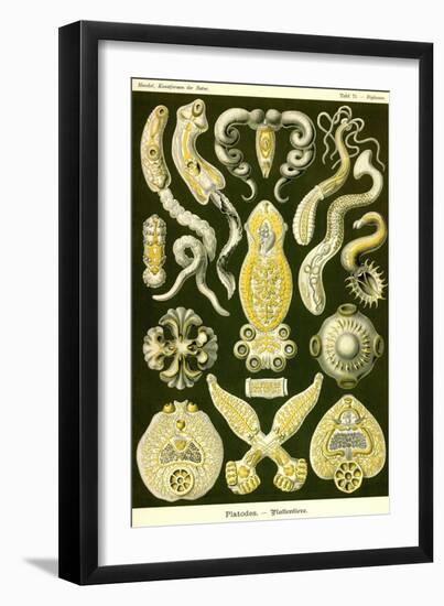 Flatworms-Ernst Haeckel-Framed Art Print