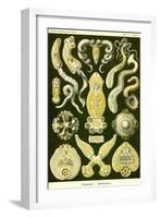 Flatworms-Ernst Haeckel-Framed Art Print