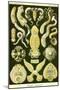Flatworms-Ernst Haeckel-Mounted Art Print
