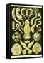 Flatworms-Ernst Haeckel-Framed Stretched Canvas