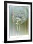 Flaura II-W^ Blake-Framed Art Print