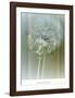 Flaura II-W^ Blake-Framed Art Print