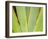 Flax Detail, West Coast, South Island, New Zealand-David Wall-Framed Premium Photographic Print