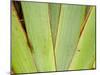 Flax Detail, West Coast, South Island, New Zealand-David Wall-Mounted Premium Photographic Print