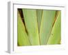 Flax Detail, West Coast, South Island, New Zealand-David Wall-Framed Photographic Print