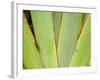 Flax Detail, West Coast, South Island, New Zealand-David Wall-Framed Photographic Print