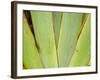 Flax Detail, West Coast, South Island, New Zealand-David Wall-Framed Photographic Print